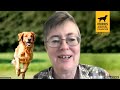 Golden Zoomies: Canine Nutrition