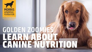 Golden Zoomies: Canine Nutrition