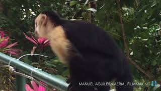 Hotel Las Cascadas - The Falls - Quepos Costa Rica
