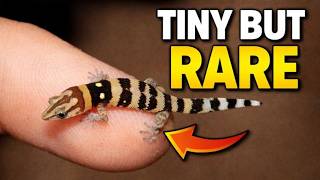 TINY CREATURES THAT ARE AMONG THE RAREST ON EARTH