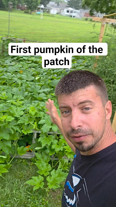 first known pumpkin in in the patch. guess the bees are doing their job.