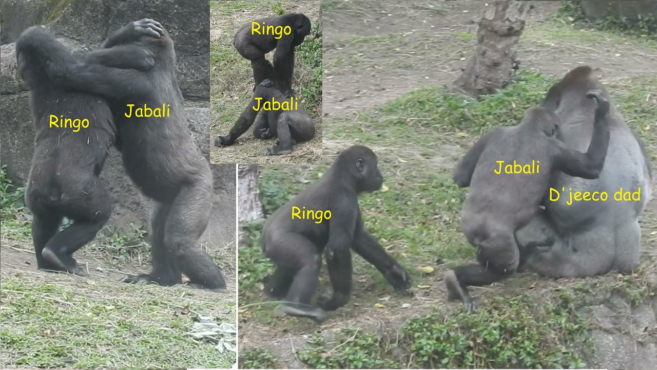 little gorilla Jabali Ringo追逐打鬧。打擾 dad D'jeeco/Ringo打擾aunt Tayair被管教 2026-2-26 11:17-11:47
