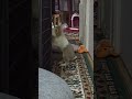 See how eager mofu is to enter his sister's room! #mofu #bunny #rabbit #cute #fluffy #funny #かわいい