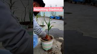 Repotting Gladiolus #shorts #gladiolus #repotting #transferring #planttransfer #flowers #garden #फूल