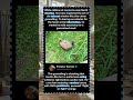 The Ultimate Belly Flop: When a Living Tank Hijacks the Garden Pond#BellyFlopChampion #WaterPotato