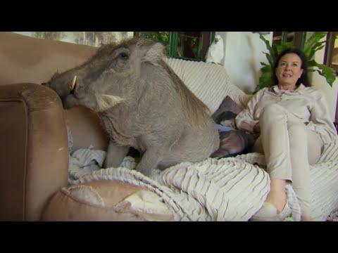 Video: Pot fi domesticiți Warthogs?