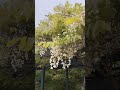 春の宝塚さんぽ！中山観音公園の藤棚と中山寺で癒しのひととき Japanese Wisteria in Nakayama Temple (Osaka)