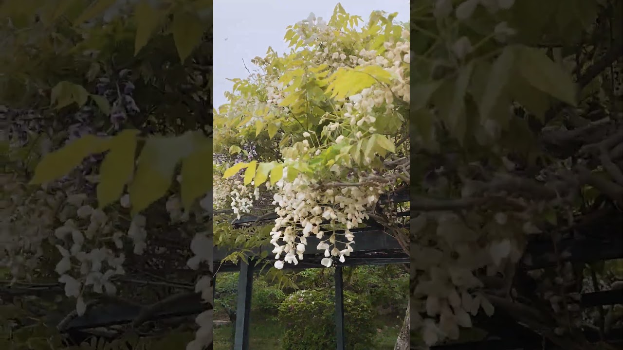 春の宝塚さんぽ！中山観音公園の藤棚と中山寺で癒しのひととき Japanese Wisteria in Nakayama Temple (Osaka)