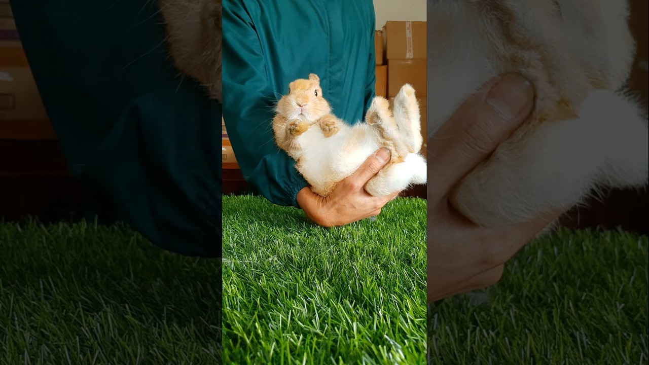 bunny feels so relax 