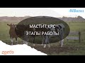 Мастит КРС – этапы работы