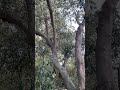我爬树🌴爬的就是这个枝条，非常结实，完全💯是依靠自己的手脚，四肢协调，没用梯子🪜