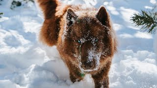 Winter dogs- Best pets in winter. Animal story by Animal Story 20 views 3 years ago 2 minutes, 52 seconds