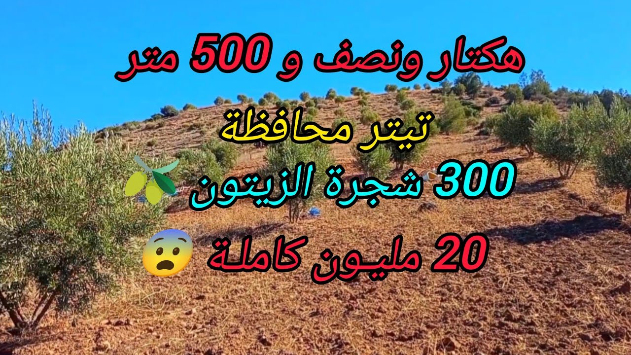 2025-12-20 : هكتار ونصف و 500 متر تيتر محافظة ، 300 زيتونة 🫒 أرض فلاحية ممتازة. الهاتف ☎️ 0652902061