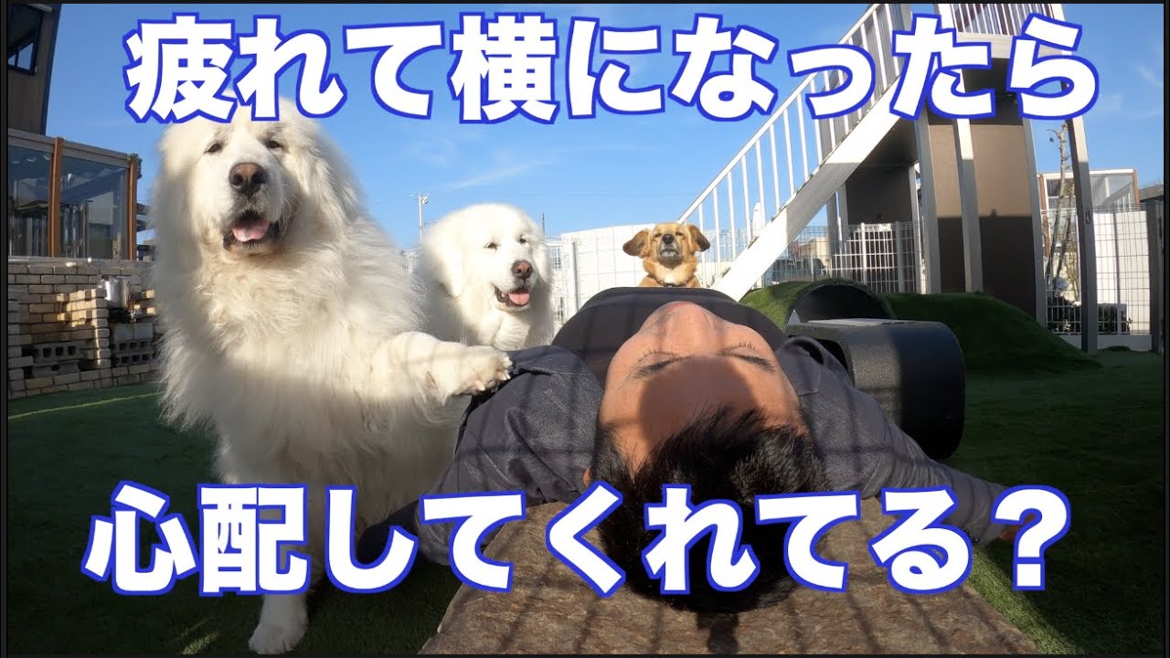 疲れて帰ってきた時　愛犬に癒される　グレートピレニーズ