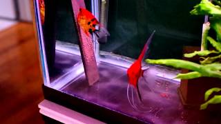 Angels Plus Koi Angelfish Pair