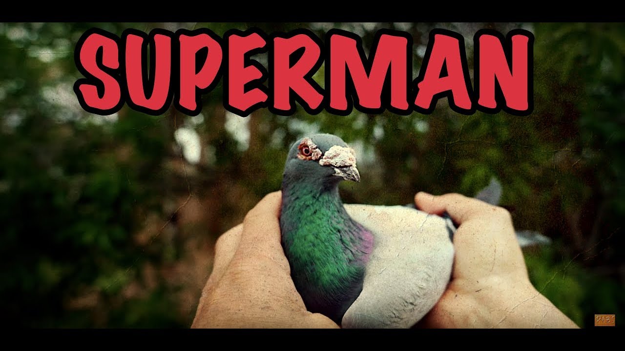 Palomas mensajeras & Colombofília. 💣Superman👣.