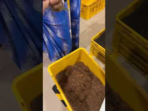 تصفية اوراق الشاي بسريلانكا