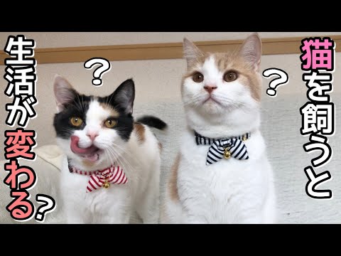 一人暮らし 猫 飼う 費用 一人暮らし 猫 飼う 費用