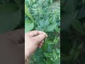ধাতু ক্ষয় থেকে মুক্তি পাওয়#shors#shortvideo#reels#foryou#viral#shortsfeed