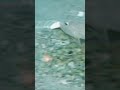 মেরিন বাফার মাছ: পানির নিচে তাজমহলের অভিজ্ঞতা | Marine Buffer Fish A Taj Mahal Underwater Experience