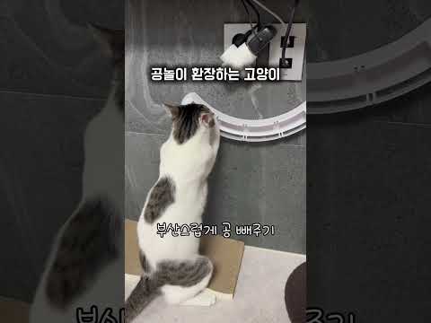 공놀이 환장하는 고양이