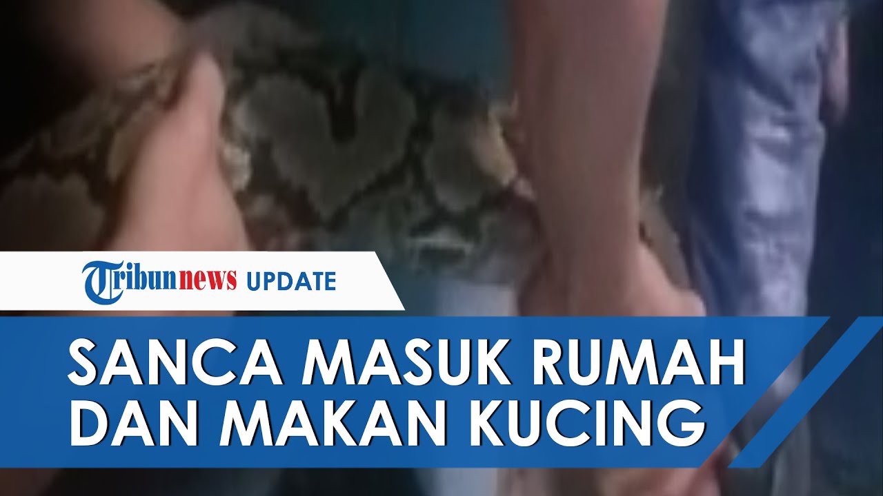 Detik-detik Penangkapan Ular Sanca Sepanjang 4 Meter di Cengkareng, Masuk Rumah dan Makan Kucing