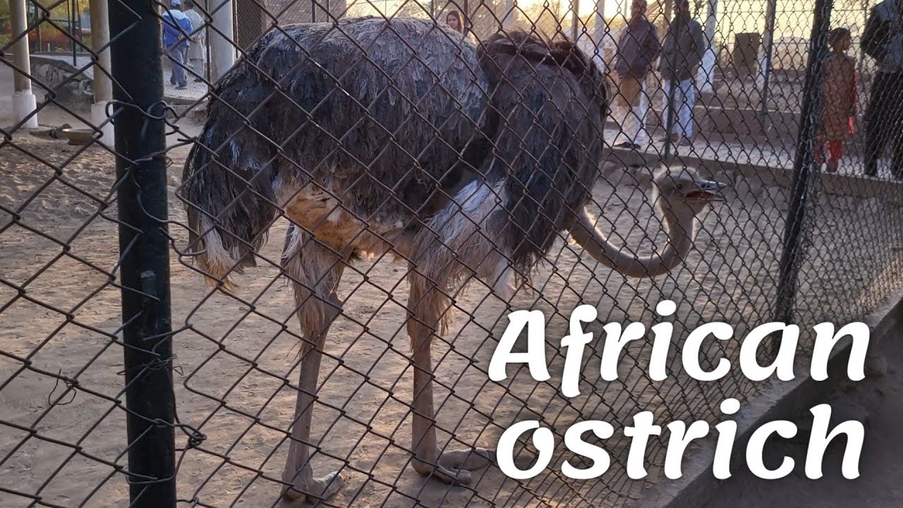 African ostrich (Struthio camelus) is the largest bird in the world.