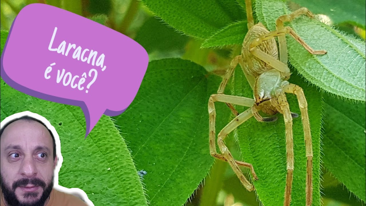 Belíssima aranha verde, Caayguara sp (Sparassidae) com o Biólogo Henrique