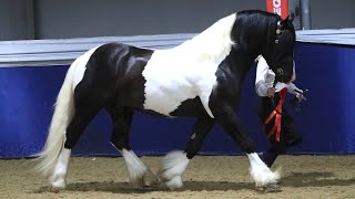 CHAPS Championships 2022 Supreme In-hand final Monivea Black Magic
