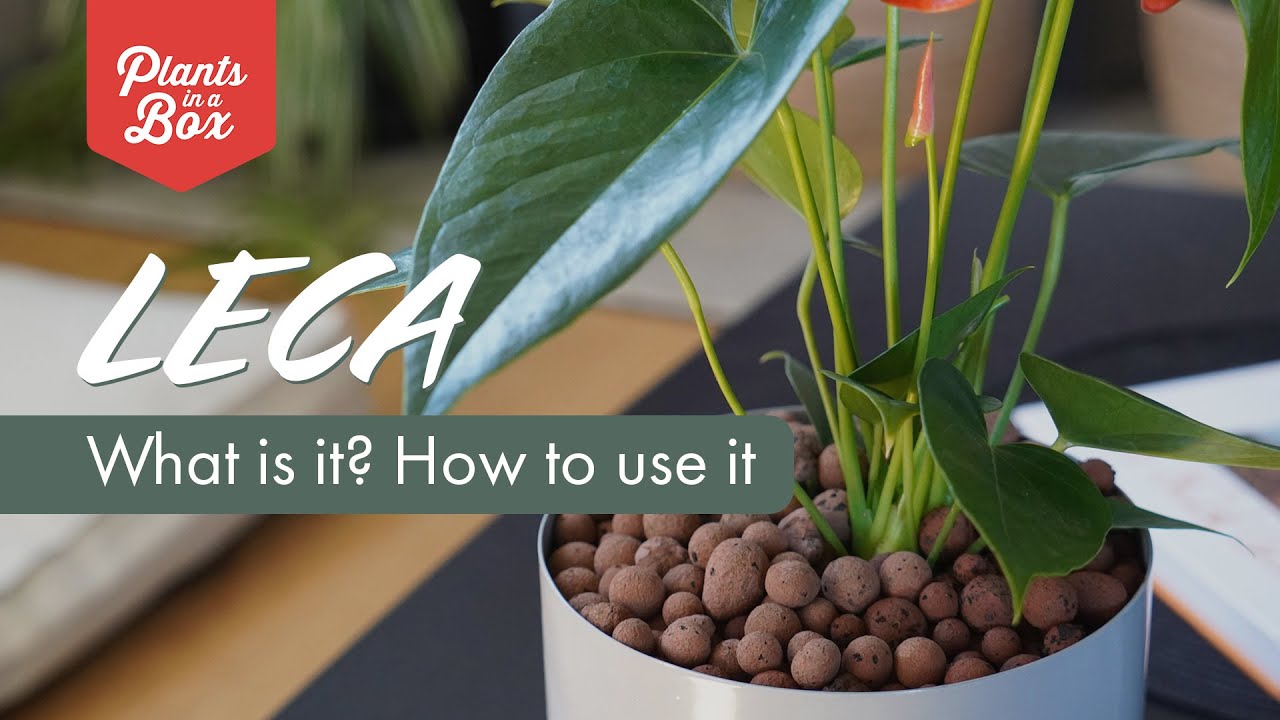 What is LECA? How Clay Balls Can Save Your Plants