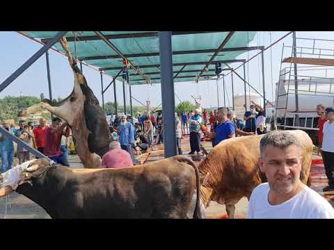 Video: O'rta asr talabalari: talabalik hayoti haqida qiziqarli ma'lumotlar