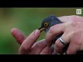 'It's very exciting': tagged cuckoos return to Killarney National Park