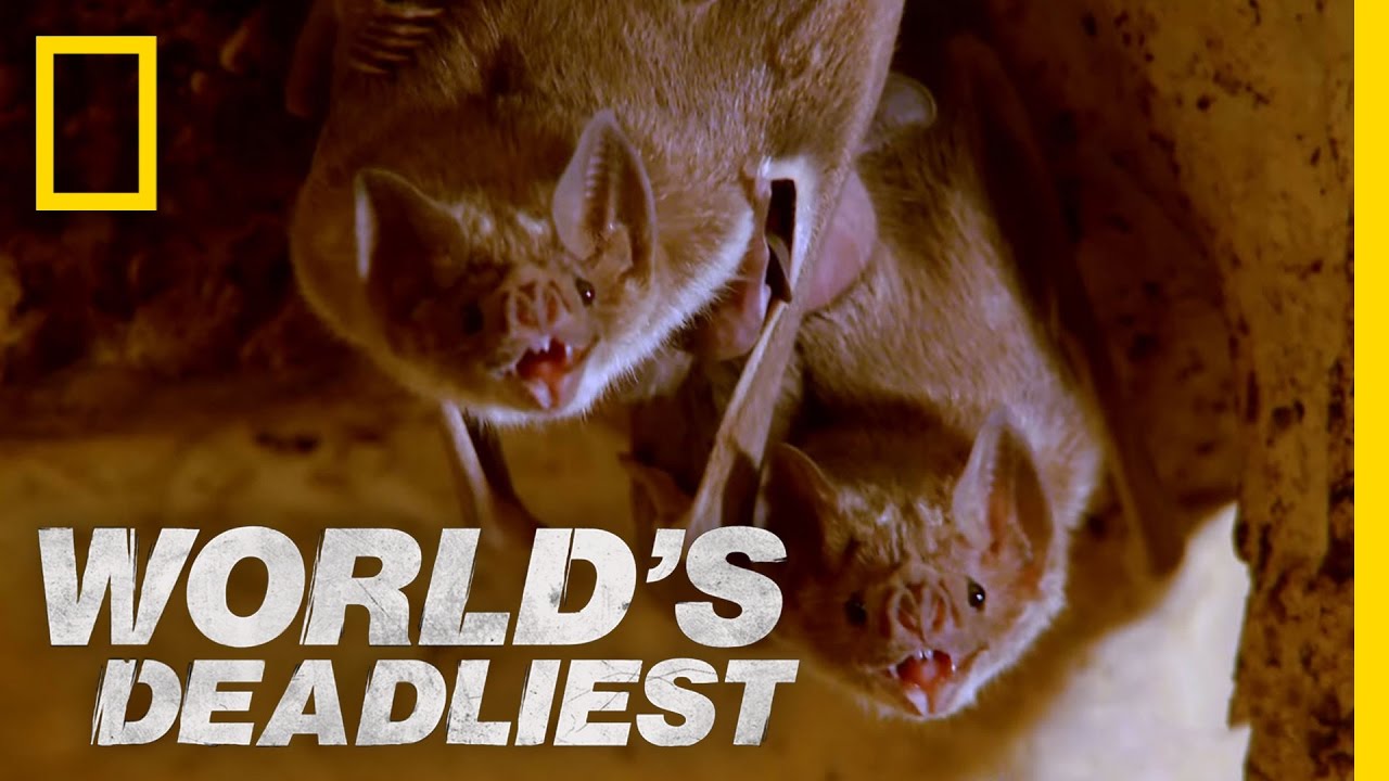 nat geo wild logo Gluttonous Blood-Suckers | World's Deadliest