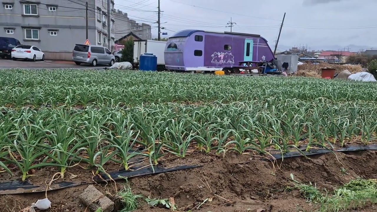 3월초 마늘밭 꼭 해야 할것 들
