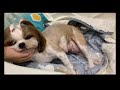 SHIH TZU GIVING BIRTH TO 2 PUPPIES FOR THE FIRST TIME | HOW TO HELP A DOG GIVE BIRTH