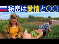 ダーチャの野菜が美味しいのは「愛情」と「牛の◯◯」　【今日はラズベリー狩り】