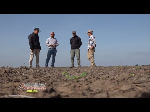Siembra del Cultivo