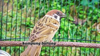 Masteran Paling Di Buru Sedunia _ Tembakan Gereja Tarung Speed Rapat