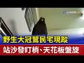野生大冠鷲民宅現蹤 站沙發盯梢、天花板盤旋