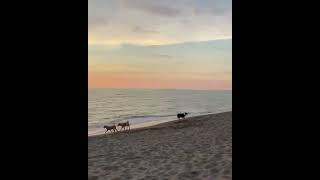 My Furry Animals Heaven