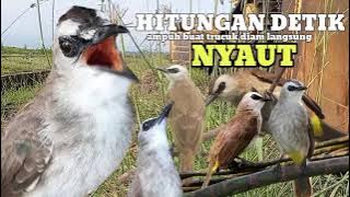 trucukan gacor TARUNG ROPEL PANJANG pancingan trucukan agar bunyi jadikan burung trucuk gacor NYAUT
