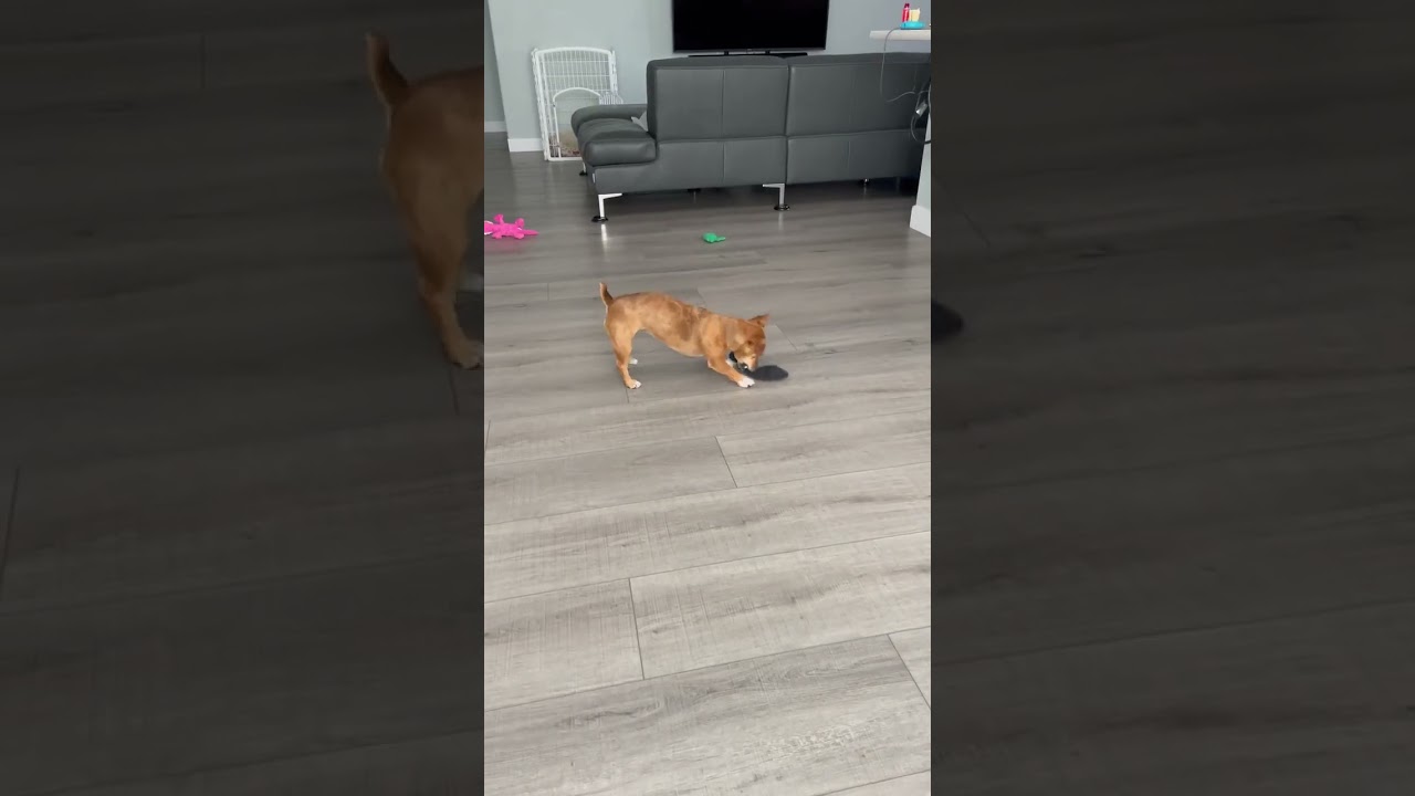 Cheap dog toy: dirty sock 😑 