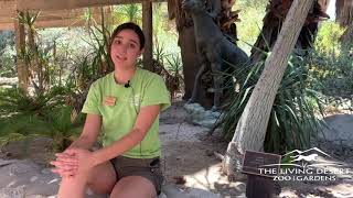 National Pollinator Week: You Can Help Pollinators!  | The Living Desert Zoo and Gardens