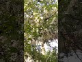 цвіте акація