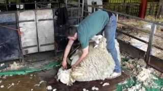 Shear the Ram