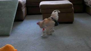 Rooster dances at his toys