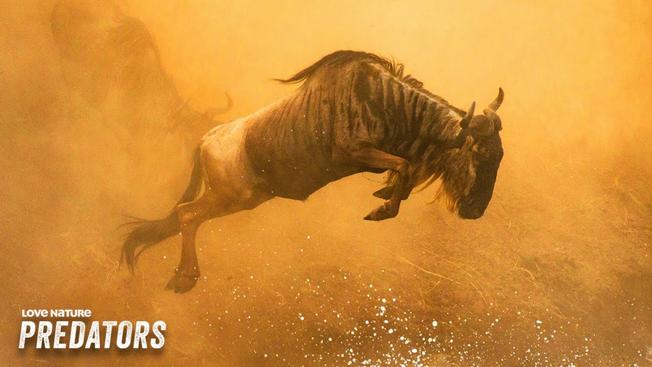 Searching For Legends: The Missing Survivor | Nomads of the Serengeti 101+102+103