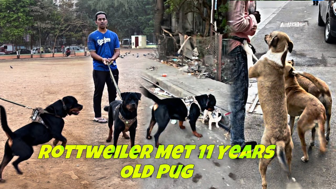 Rottweiler Met Small Breed But 11 Years Old Dog Breed Pug | VODAFONE ...