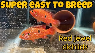 How to breed red jewel cichlids (Beginner guide)