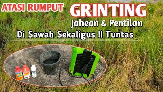 CARA MUDAH ATASI RUMPUT GRINTING DI SAWAH !! TUNTAS pakai Cara ini. ! RUMPUT GERINTING TIWASSSS